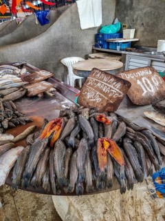 Fresh fish for sale