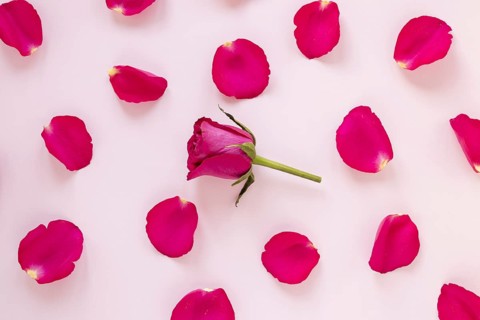 Rose petals valentines. Resolution and high quality beautiful photo