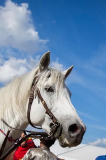 Head of a horse outdoors with partial harness in view