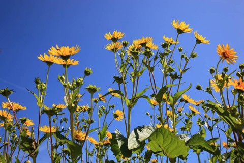 Cup plant