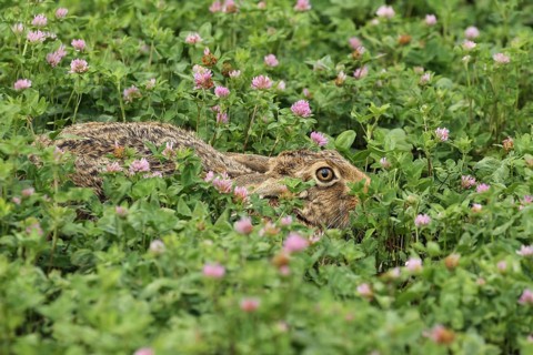 European hare