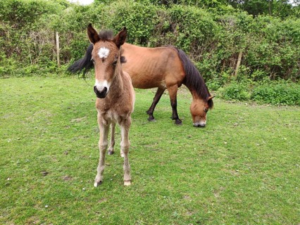 New Forest Pony with foal