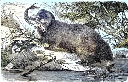 Sea otter