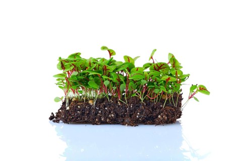 Fresh microgreens. Sprouts of sorrel isolated on white background