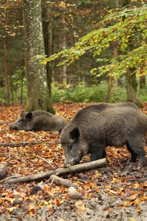 Wild boar