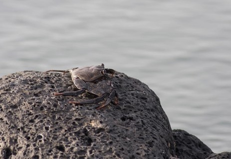 Red rock crab