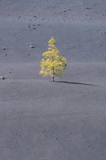 Canary Island Pine