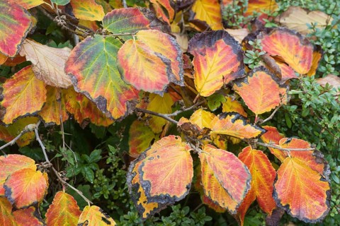 Witch hazel