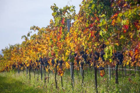 Autumn coloured vines with blue grapes
