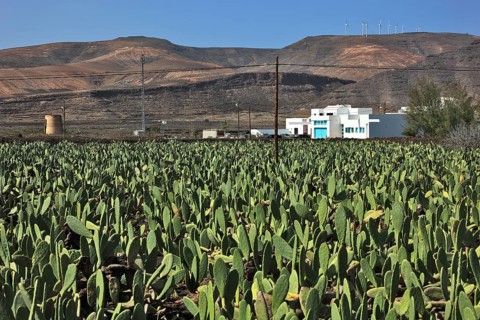 (Opuntia) plantations for the breeding of the cochineal scale insect, near Guatiza, Lanzarote,