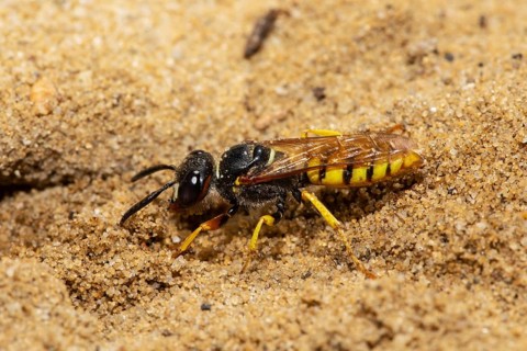 Bee wolf sitting on sandy ground looking left