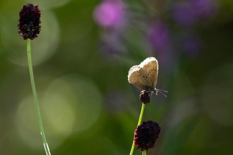 Dark meadow-headed ant-blue butterfly sitting on purple flower seen right