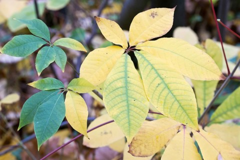 Bottlebrush buckeye