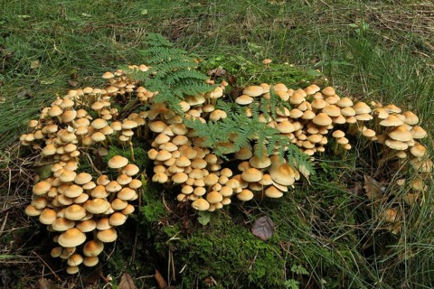 Smooth-stemmed sticky sponge