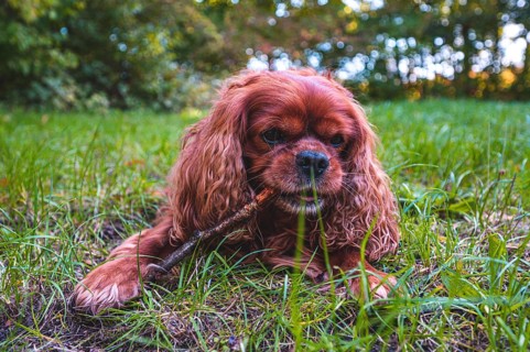 A dog
