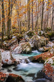 Autumn forest with watercourse of the Lepenjica