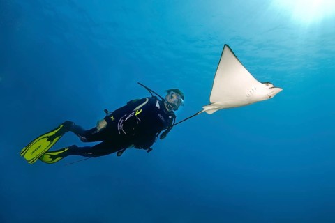 Diver looking up swimming next to Spotted Eagle Ray