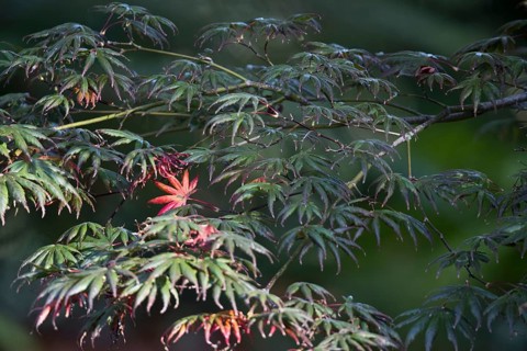 Japanese fan maple