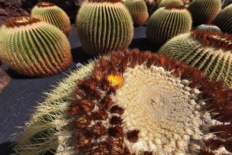 Golden barrel cactus