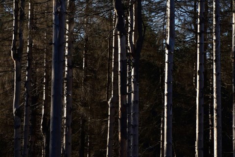 Detailed view of dead larches due to kima change in the Hunsrueck-Hochwald National Park