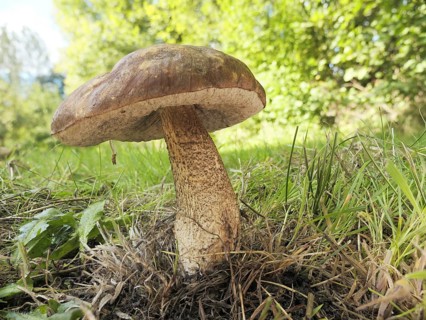 Birch bolete