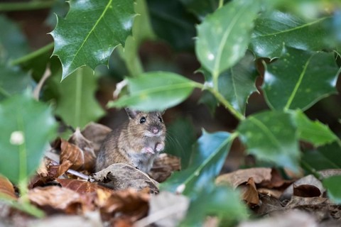 Bank vole