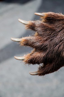 Black Bear Paw With sharp Claws in view