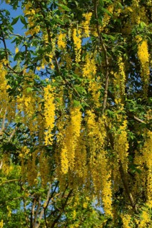 Golden rain several flower panicles with many open yellow flowers against a blue sky