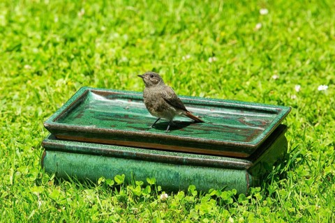 House Redstart standing in table with water in green grass looking from front left