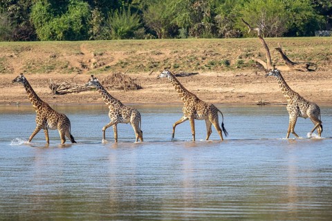 Rhodesian giraffe