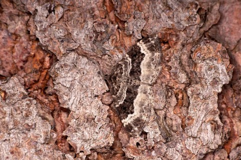 Perfect camouflage of the wood carpet