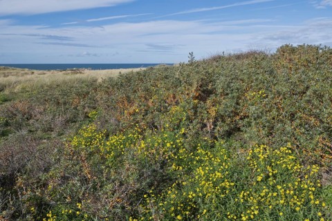Beach dunes overgrown with sea buckthorn