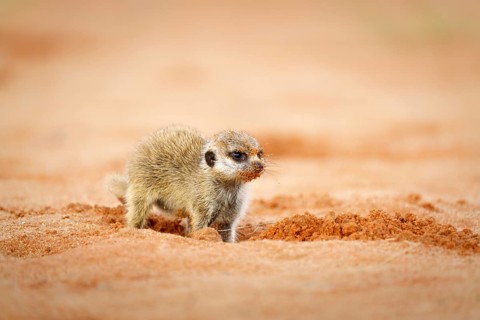 Cute Meerkat