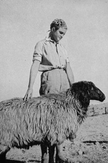 Farmer's daughter with the breeding sheep of the Karakul herd