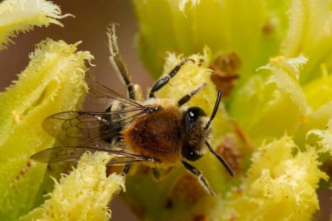 Felt-banded silky bee with closed wings sitting on yellow flower seen right