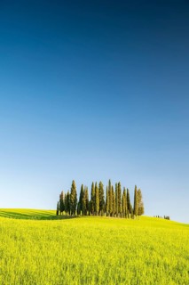 Cipressi di San Quirico dOrcia