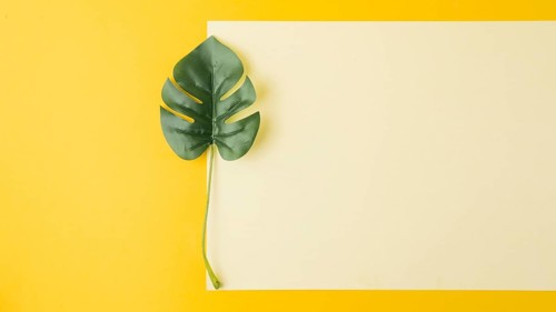 Monstera leaf near blank paper yellow background