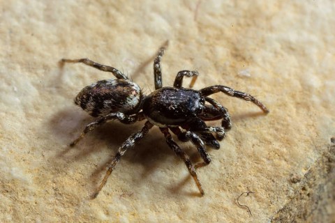 Jumping spider