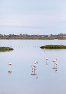 Flamingos