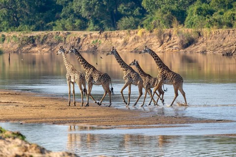 Rhodesian giraffe