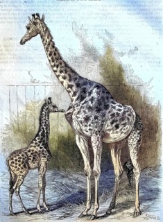 Kordofan Giraffe