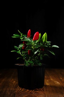 Jalapeno chili pepper on wooden table over black background. Bush of chili pepper for home gardening