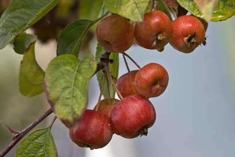 Apple tree