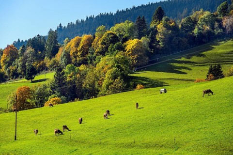 Autumnal forests and meadows and Allgaeu brown cattle near Missen-Willhams
