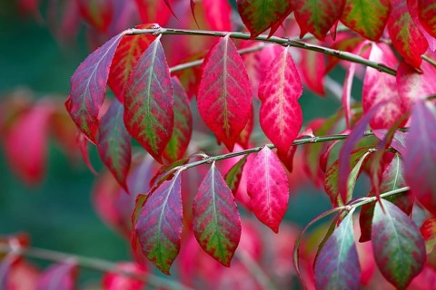 Winged spindle bush ornamental form Compactus