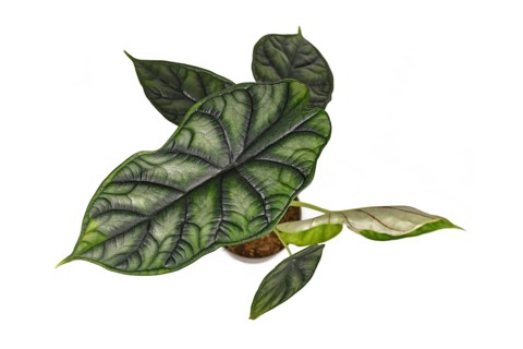 Top view of exotic 'Alocasia Baginda Dragon Scale' houseplant in flower pot isolated on white background