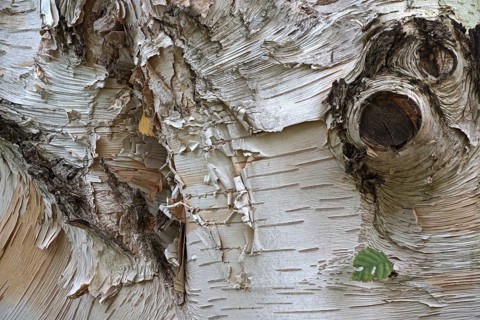 Himalayan birch