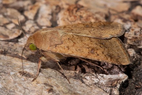 Cotton barn owl butterfly with closed wings sitting on tree trunk looking left