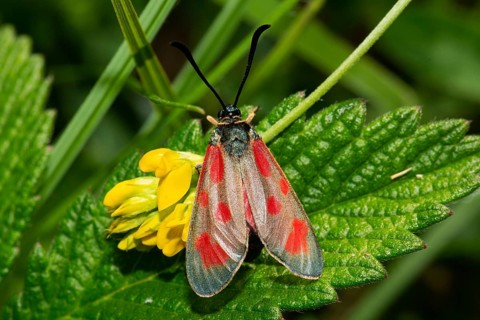 Hatchet butterfly with closed wings sitting on green leaf and yellow flower from behind