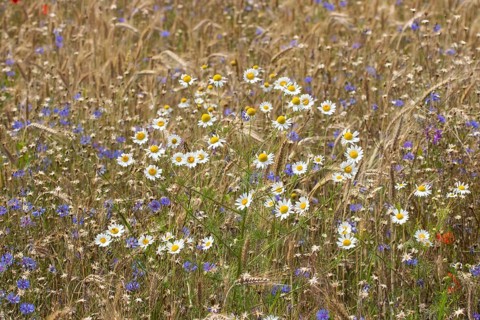 Field of blue and white-yellow wild herbs between cereal stalks